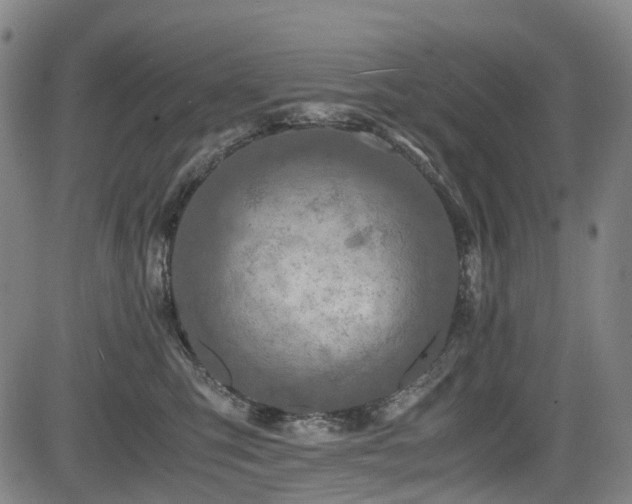 X0000083980423200702161108