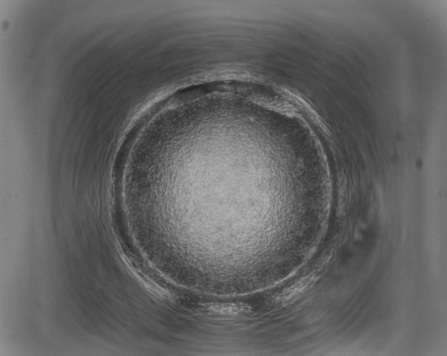 X0000083980439200702161107