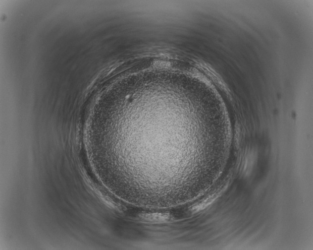 X0000083980449200702161108