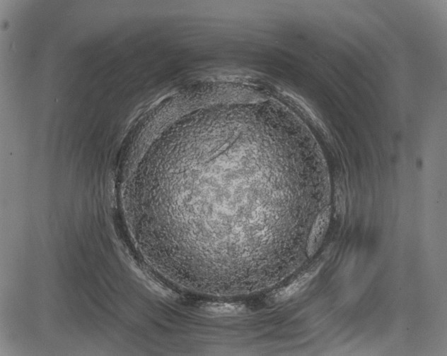 X0000083980453200702161108