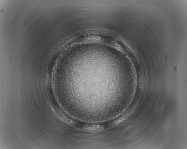 X0000083980459200702161108