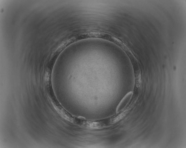 X0000083980472200702161108