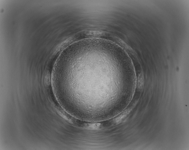 X0000083980474200702161108
