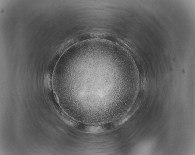 X0000083980575200702161107