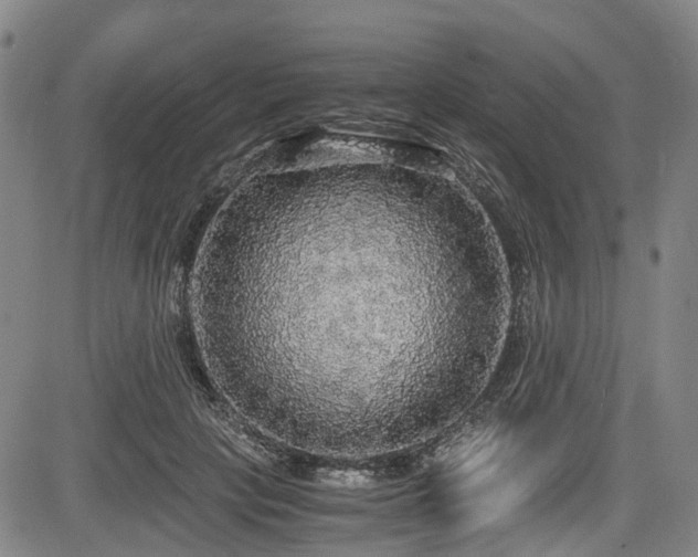 X0000083980649200702161105