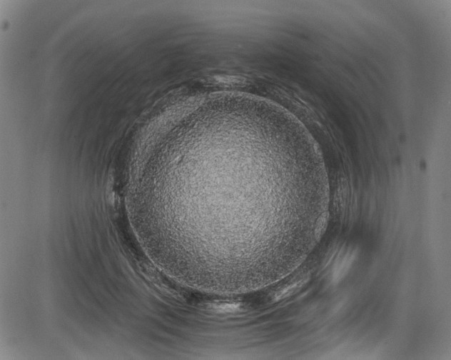 X0000083980651200702161105