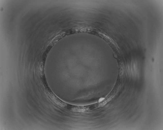 X0000083980661200702161105