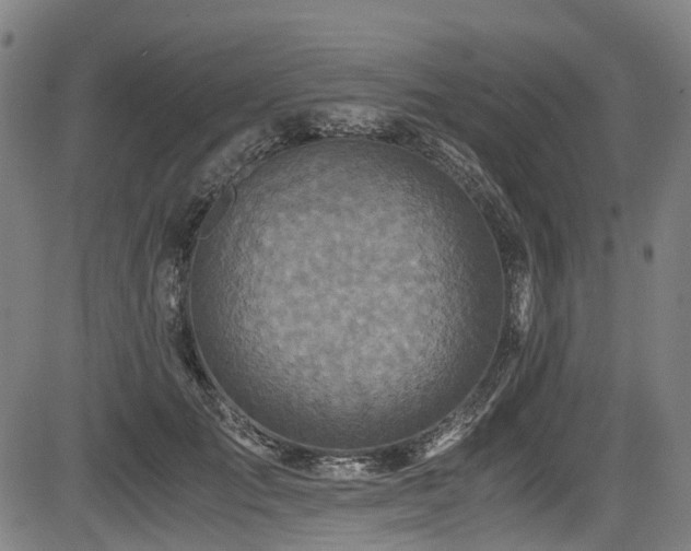 X0000083980701200702161104