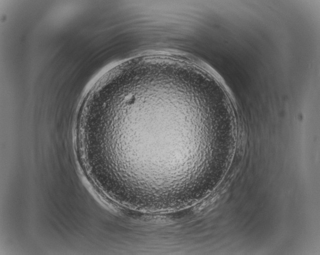 X0000083980811200702161102