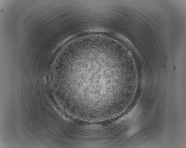 X0000083980833200702161101