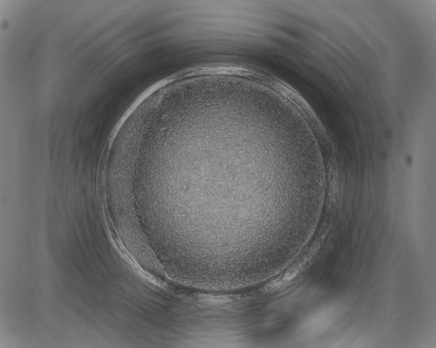 X0000083980852200702161102