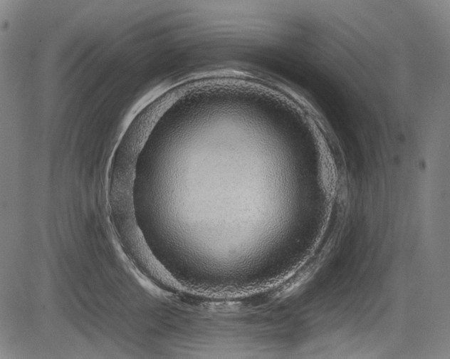 X0000083980858200702161102