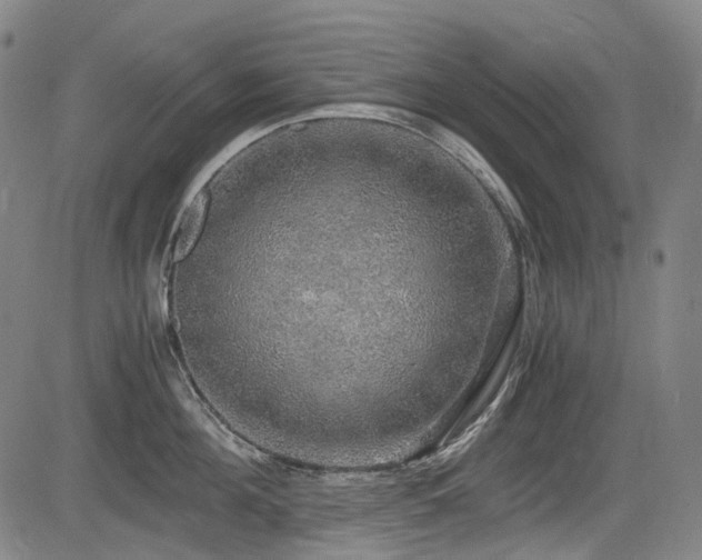 X0000083980908200702161100