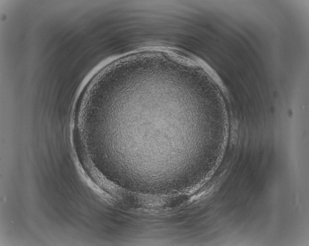 X0000083980955200702161100