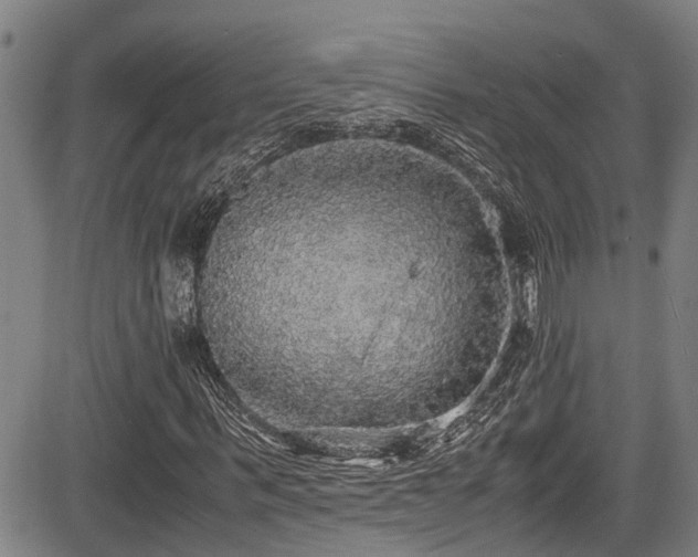 X0000083980963200702161059