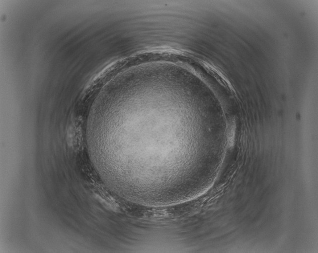 X0000083980968200702161059