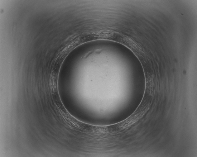 X0000083981058200702161058