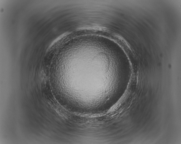 X0000083981064200702161058