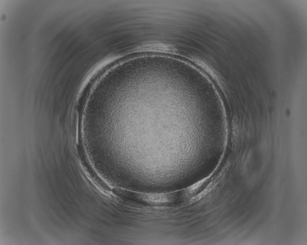 X0000083981123200702161057