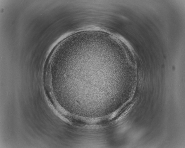 X0000083981142200702161057