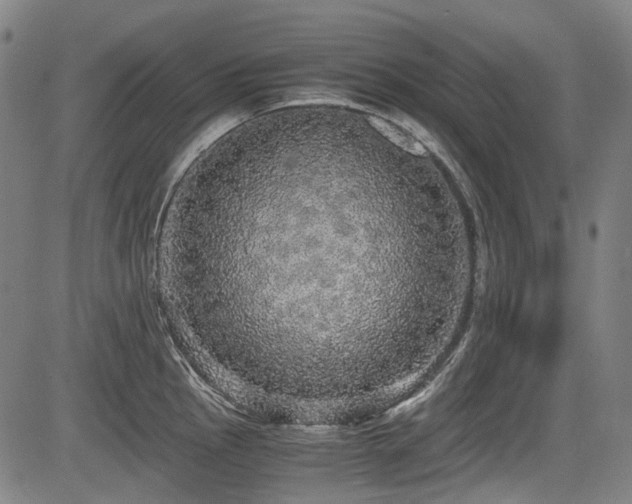 X0000083981145200702161057
