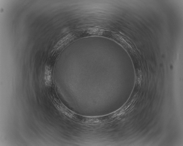 X0000083981154200702161056