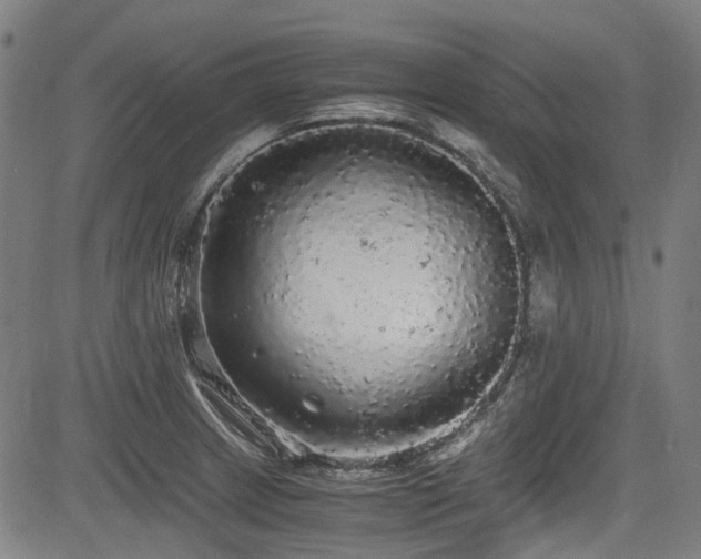 X0000083981233200702161055