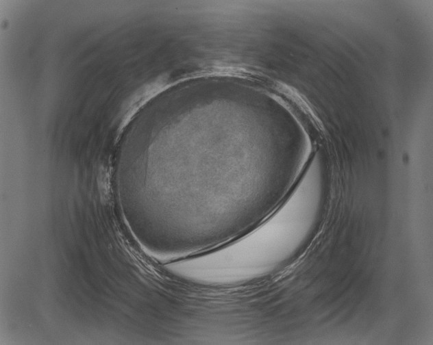 X0000083981260200702161055