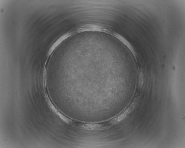 X0000083981290200702161054
