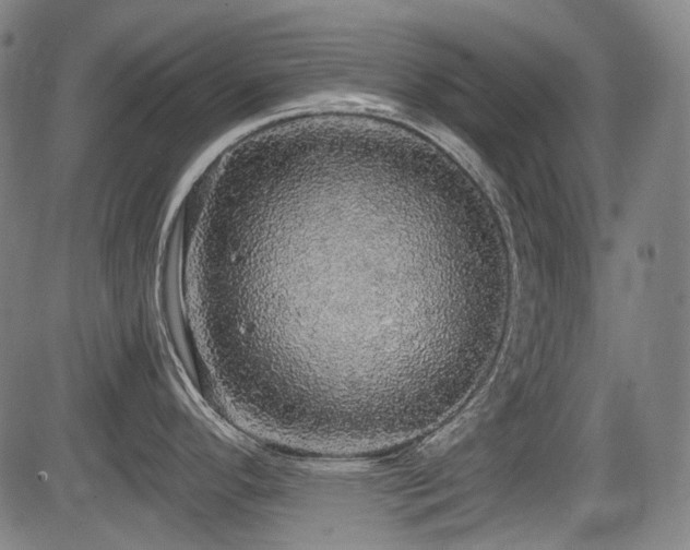 X0000083981296200702161054