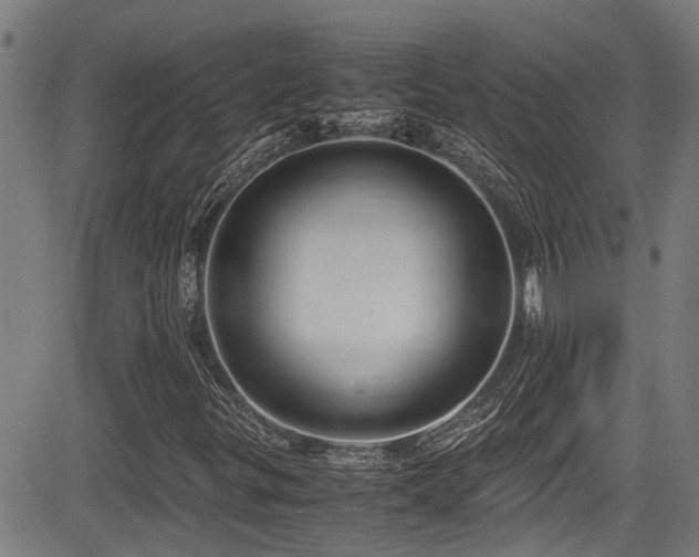 X0000083981299200702161053