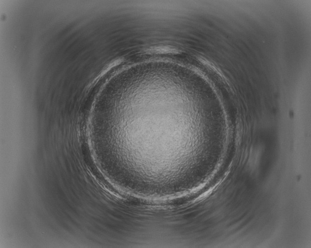 X0000083981305200702161053