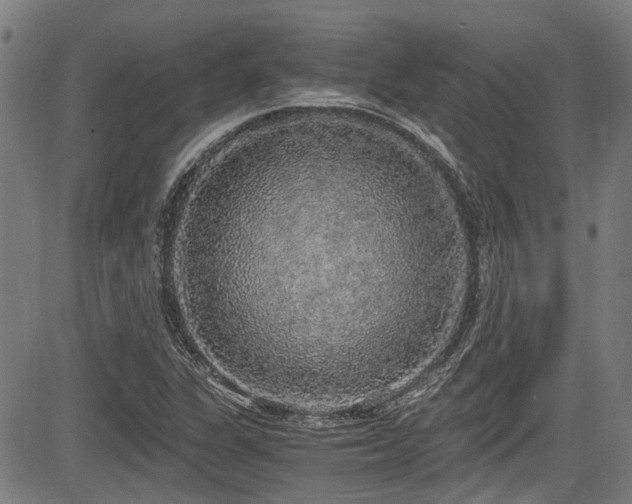 X0000083981311200702161053