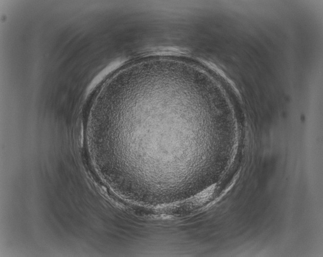 X0000083981317200702161054