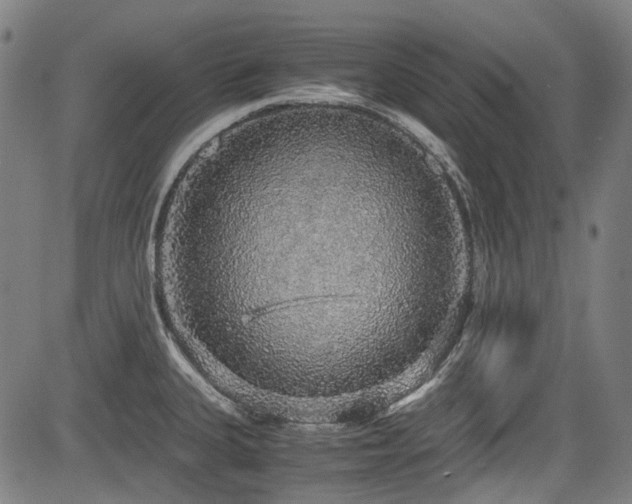 X0000083981335200702161054