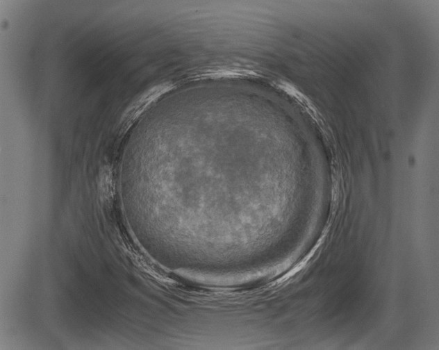 X0000083981353200702161053