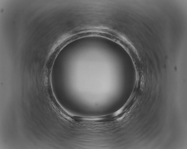 X0000083981360200702161053