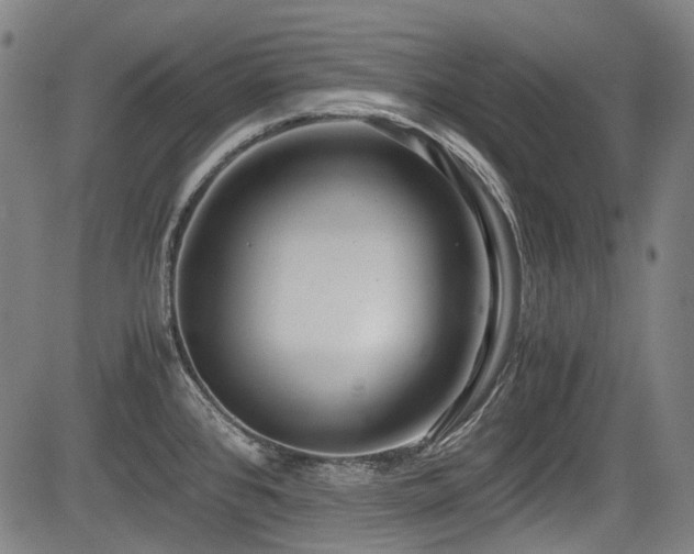 X0000083981384200702161053
