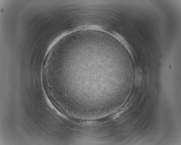 X0000083981390200702161053