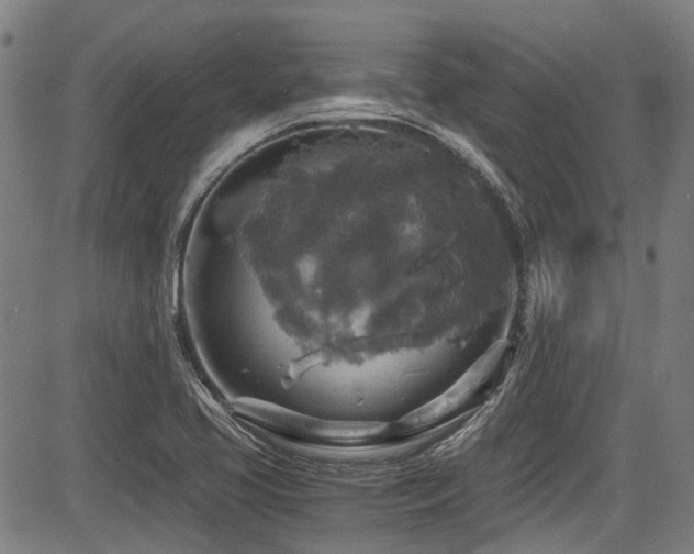 X0000083981413200702161052