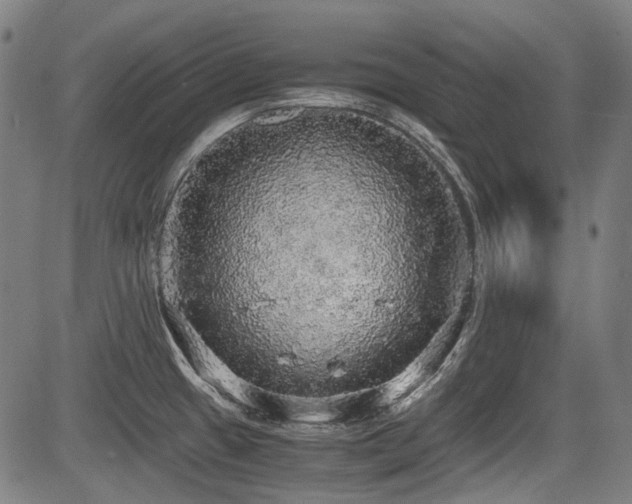 X0000083981433200702161052