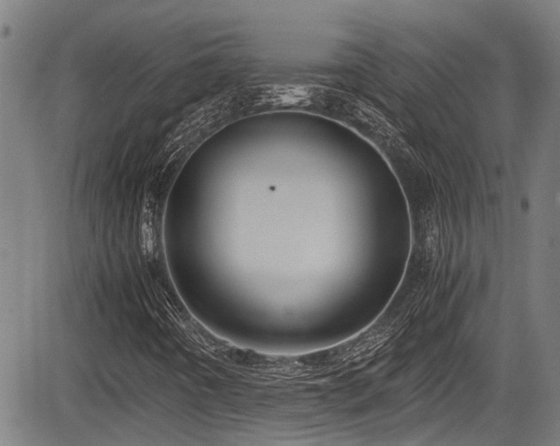 X0000083981442200702161052