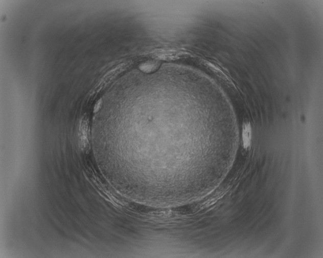 X0000083981444200702161052
