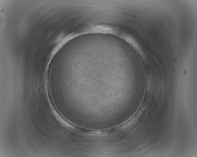 X0000083981478200702161051