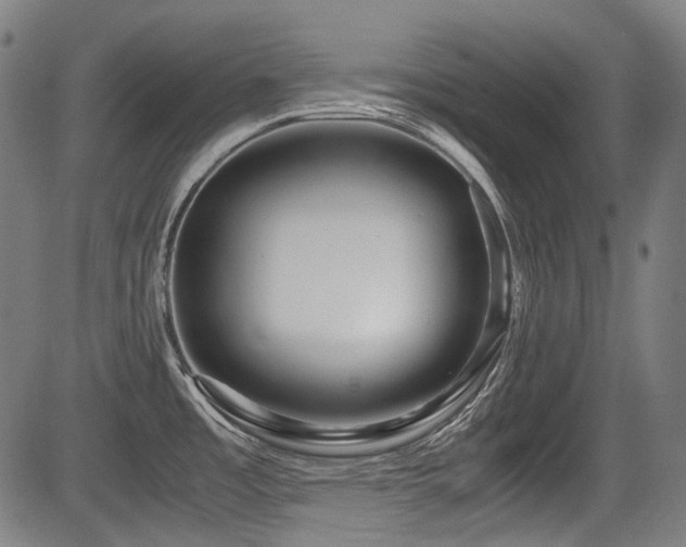 X0000083981485200702161051