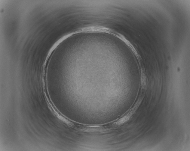 X0000083981486200702161051