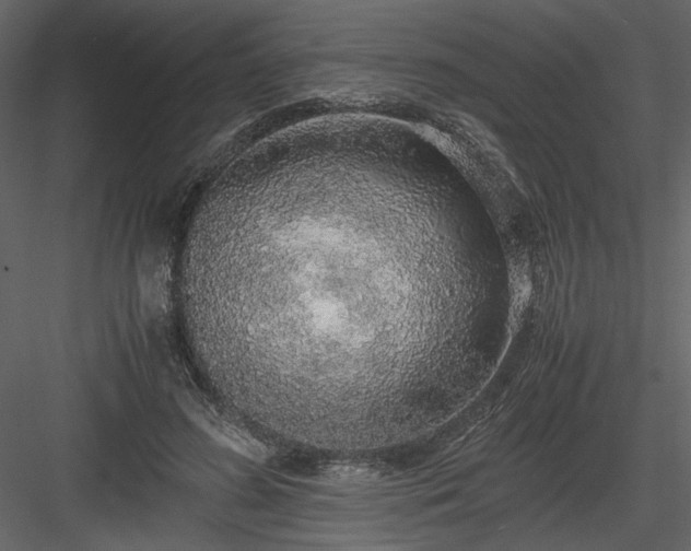 X0000083980596200702232046