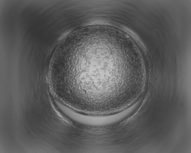 X0000083981241200702232036
