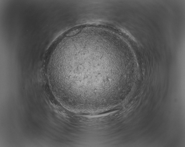 X0000083981256200702232035