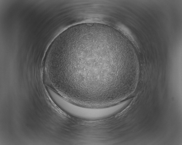X0000083981284200702232035